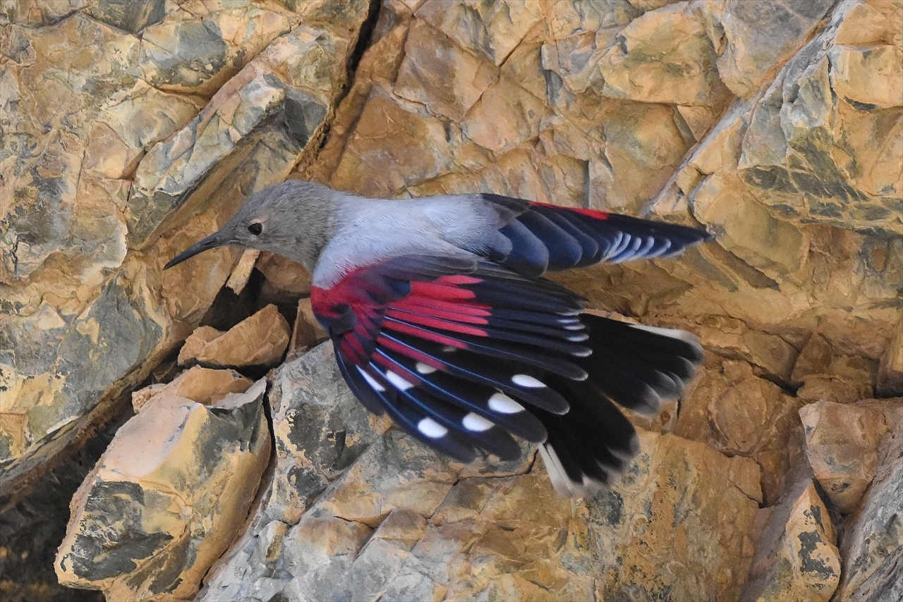 モンゴルの動物 野鳥たち その8 カベバシリ つづきのつづき 黒くまカフェ